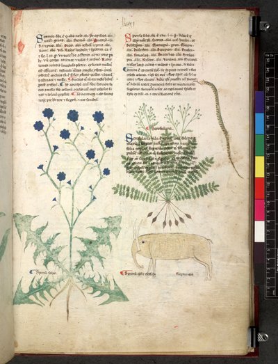 Tractatus de herbis (Kruidenboek) c.1280-1310 door School Italian