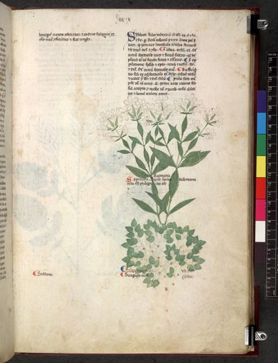 Tractatus de herbis (Kruidenboek) c.1280-1310 door School Italian
