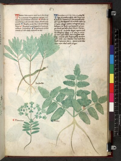 Tractatus de herbis (Kruidenboek) c.1280-1310 door School Italian