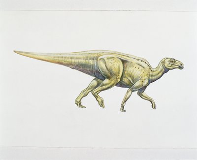 Hadrosauride of eendensnaveldinosaurus door School Italian