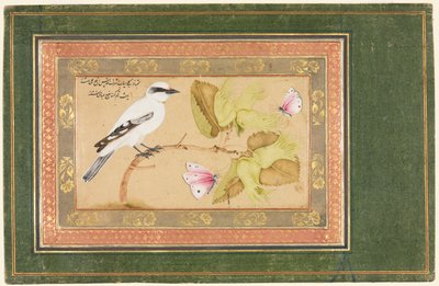 Zwart-witte Vogel Zittend op een Struik door Shafi