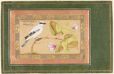 Zwart-witte vogel op een struik door Shafi Abbasi