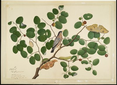 Brahminy Spreeuw met Twee Antheraea Motten, Rups en Cocoon op Indiase Jujube Boom, folio uit een Serie in Opdracht van Lady Impey, 1777 door Shaikh Zain ud Din