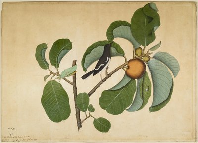 Oosterse Eksterrobin met Katydid en Bladluizen op Monkey Jack Tak, folio uit een Serie in Opdracht van Lady Impey, 1778 door Shaikh Zain ud Din