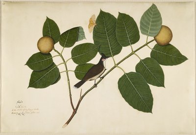 Roodwangbuulbuul en Aganais Ficus Mot op Kadamba Tak, folio uit een serie in opdracht van Lady Impey, 1777 door Shaikh Zain ud Din