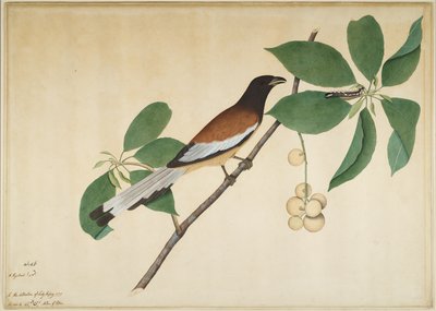 Roodbuikige boompieper en rups op tak, folio uit een serie in opdracht van Lady Impey, 1777 door Shaikh Zain ud Din