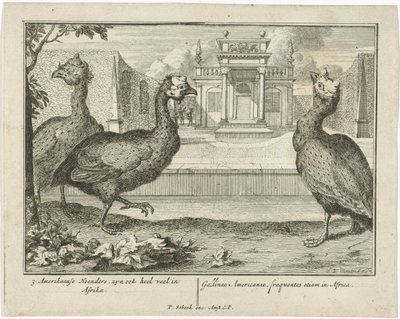Parelhoenders door Sieuwert van der Meulen