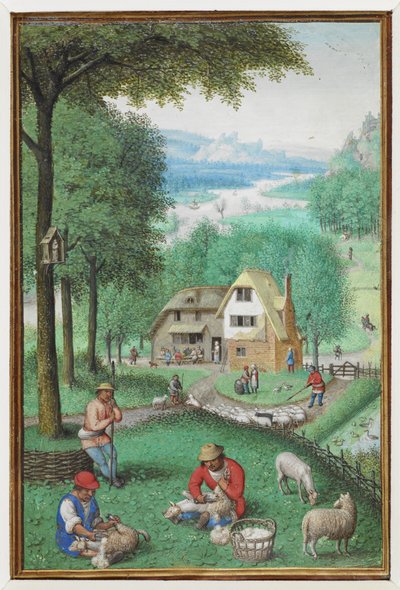 (Hele folio) Kalenderminiatuur voor juni met twee mannen die schapen scheren, met een huisje op de achtergrond door Simon Bening