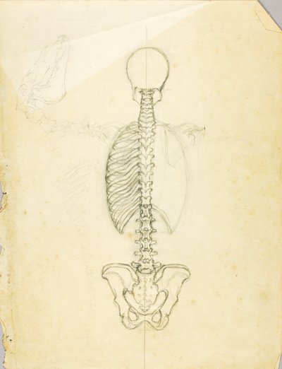 Anatomiestudie door Solon H. Borglum