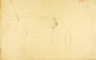 Anatomie van het paard door Solon H. Borglum