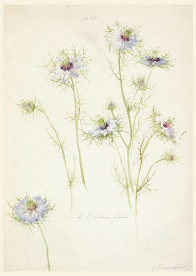 Tekening, Studies: Liefde in de mist, eind 19e eeuw door Sophia L. Crownfield