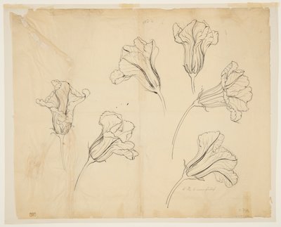 Studies van pompoen- of kalebasbloemen door Sophia L. Crownfield