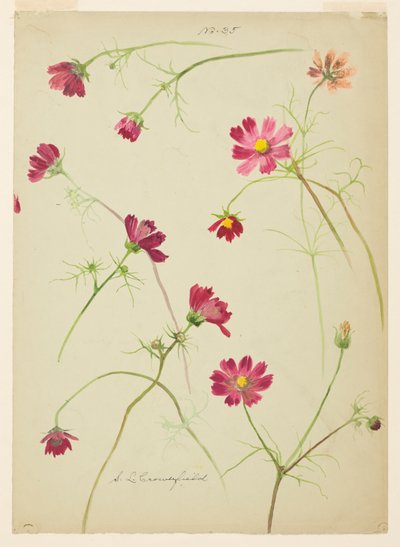 Studie van Cosmos door Sophia L. Crownfield