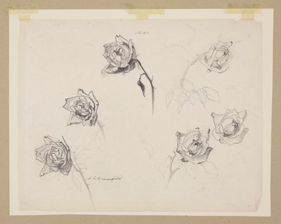 Studie van rozen door Sophia L. Crownfield
