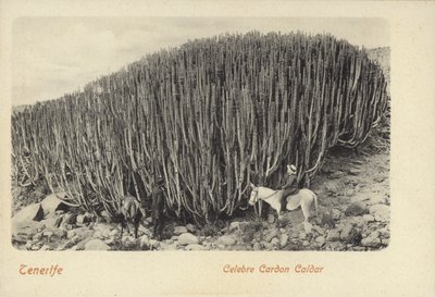 Mannen bekijken de beroemde cactus in Cardon op Tenerife (zwart-wit foto) door Spanish Photographer
