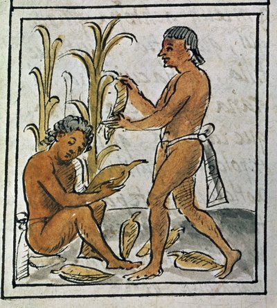 Codex van de verovering van Mexico: maïs plukken door Spanish School
