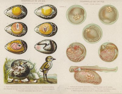 Ontwikkeling van vogels en vissen uit hun eieren door Spanish School