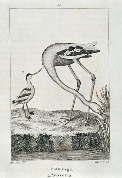 Flamingo en Avosetta, uit A History of the Earth and Animated Nature, Londen 1816 door Spanish School