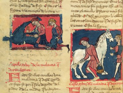Behandeling van een paard met schurft, uit Libro de Menescalcia y Albeyteria door Juan Alvarez, c.1390 door Spanish School
