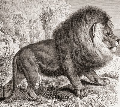 De Kaapse Leeuw, nu uitgestorven, uit 