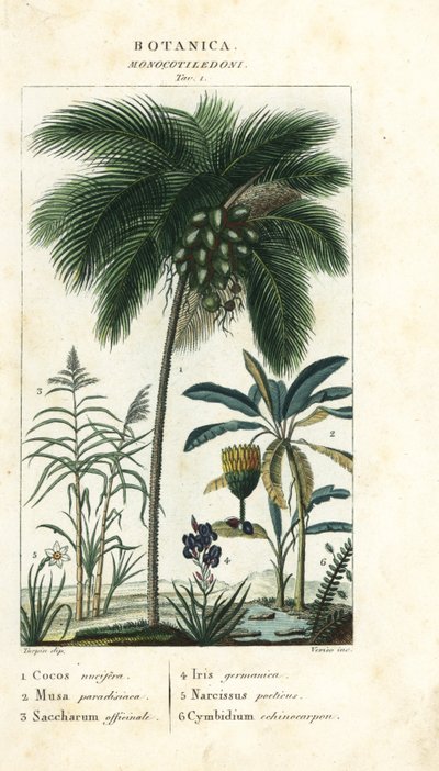 Kokosnoot, banaan, suikerriet, enz. door Stanghi Stanghi