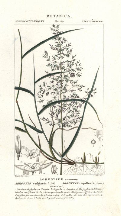 Gewoon struisgras, Agrostis capillaris door Stanghi Stanghi
