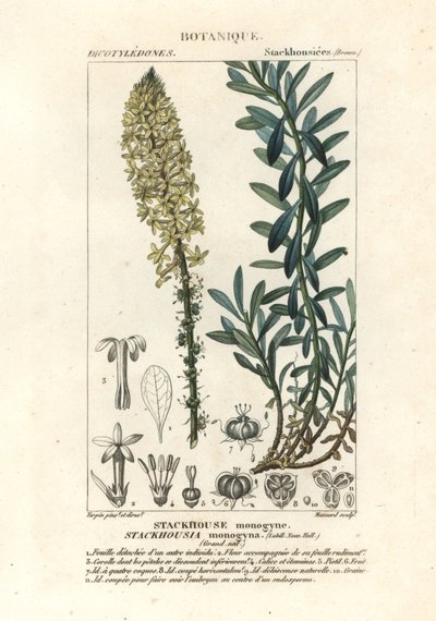 Crème kaarsen, Stackhousia monogyna door Stanghi Stanghi