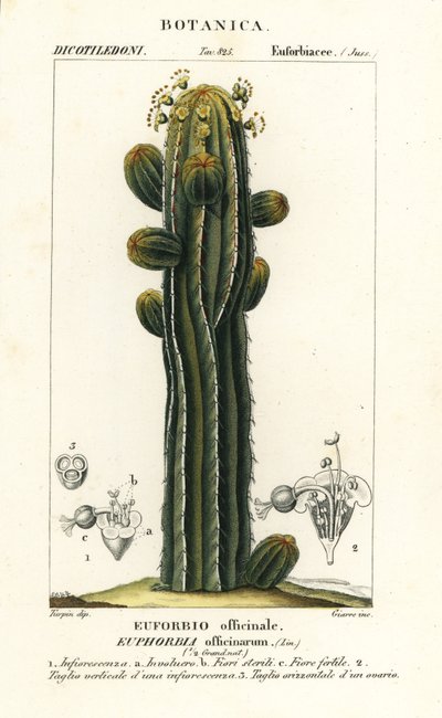 Euphorbia officinarum door Stanghi Stanghi