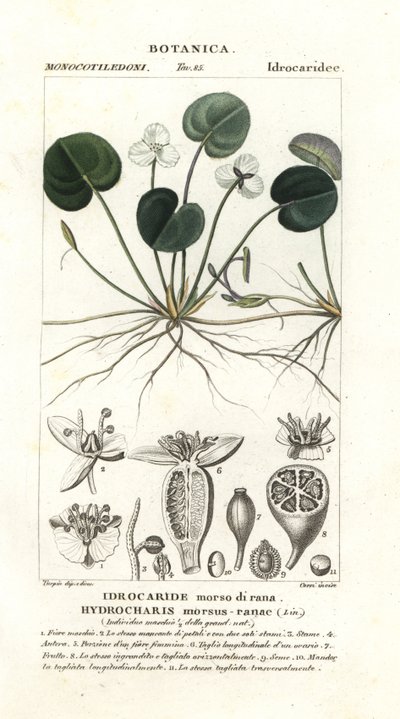 Kikkerbeet, Hydrocharis morsus-ranae door Stanghi Stanghi