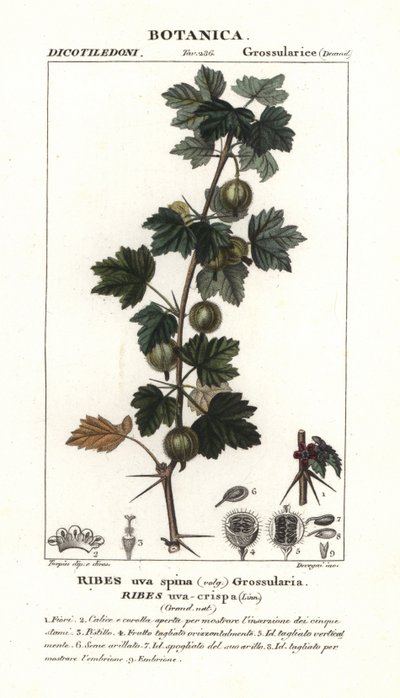 Kruisbes, Ribes uva-crispa door Stanghi Stanghi
