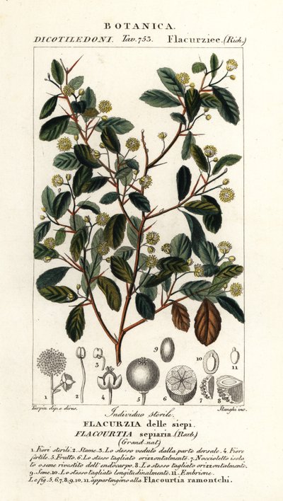 Indische pruim, Flacourtia indica door Stanghi Stanghi