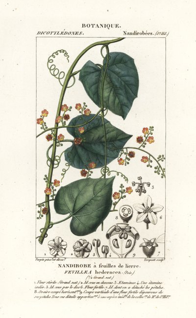 Javillo of tegengif caccoon, Fevillea cordifolia door Stanghi Stanghi