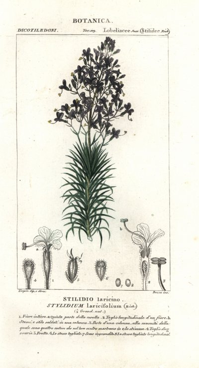 Lorkblad of boomtriggerplant, Stylidium laricifolium door Stanghi Stanghi