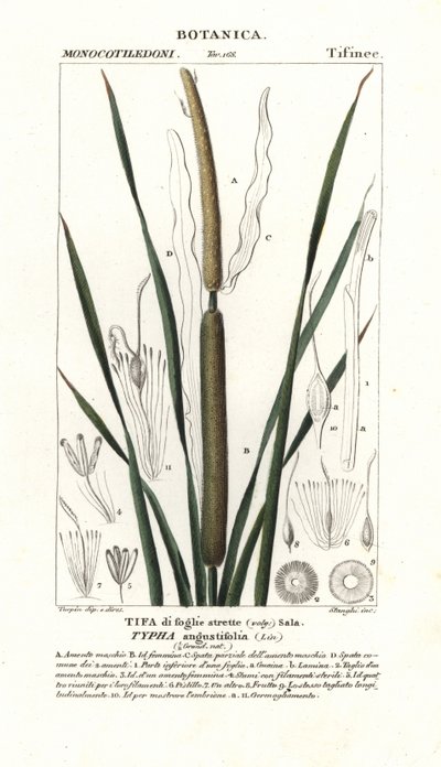 Kleine lisdodde, Typha angustifolia door Stanghi Stanghi