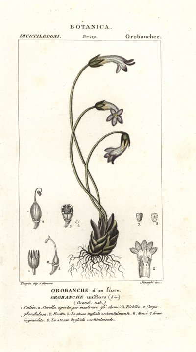 Eenbloemige bremraap, Orobanche uniflora door Stanghi Stanghi