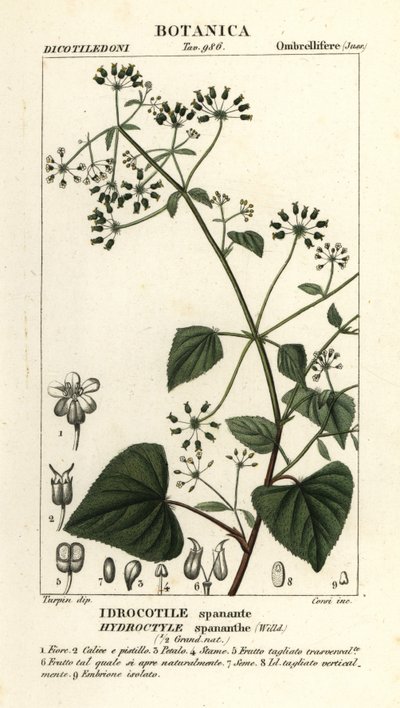 Spananthe paniculata, Hydrocotyle spananthe, Idrocotile spanante door Stanghi Stanghi