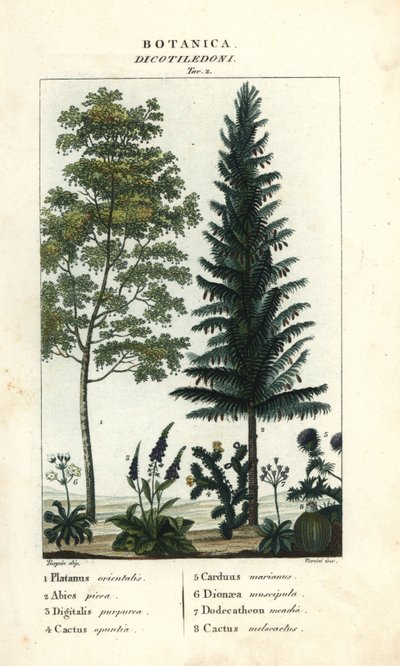 Esdoorn, zilverspar, vingerhoedskruid, vijgcactus, enz. door Stanghi Stanghi