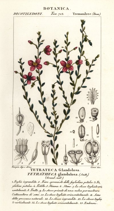Tetratheca glandulosa door Stanghi Stanghi