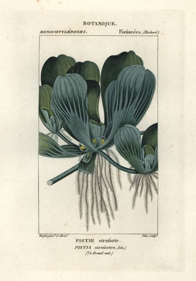 Watersla of Nijlkool, Pistia stratiotes door Stanghi Stanghi