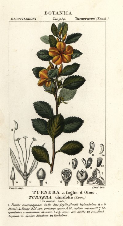 Gele alsem, Turnera ulmifolia door Stanghi Stanghi
