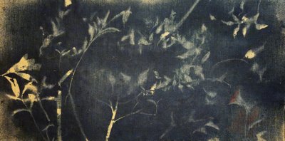 Botanische studie in indigo door Stefano Mazzolini