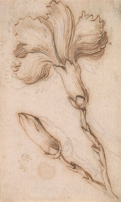 Een studie van anjers en rozen door Stefano della Bella