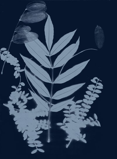 Cyaanblad 01, 2017 (digitaal) door Stephen Dow