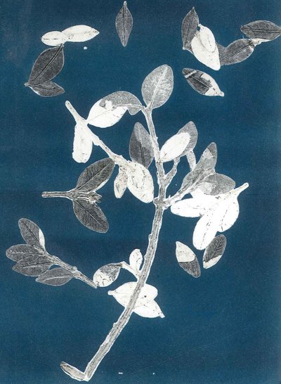Midnight Garden II, 2015 (monoprint op papier) door Stephen Dow