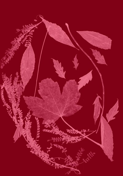 Rood loof, 2017 (digitaal) door Stephen Dow