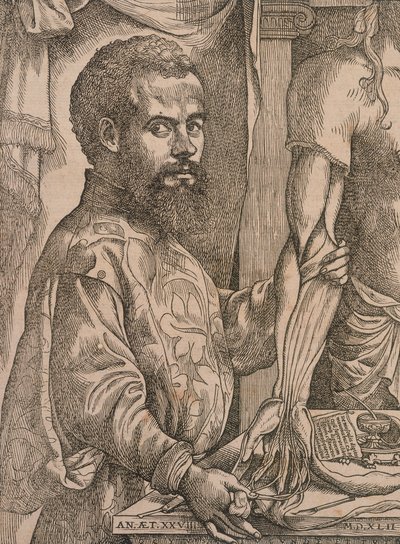 Andreas Vesalius die de spieren van de onderarm van een kadaver ontleedt door Steven van Calcar