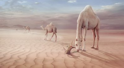  door Sulaiman Almawash