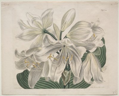 The Botanical Magazine of Flower Garden Displayed: Witte Kaap - Kustlelie, 1806 door Sydenham Teast Edwards