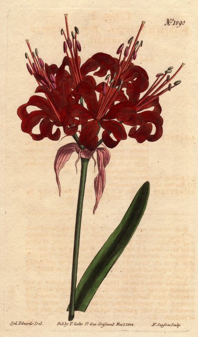Amaryllis papaverkleur, met donker karmozijnrode bloemen, bloeiend vanaf een enkele voet. Oorspronkelijk uit Kaap de Goede Hoop (Zuid-Afrika). door Sydenham Teast Edwards