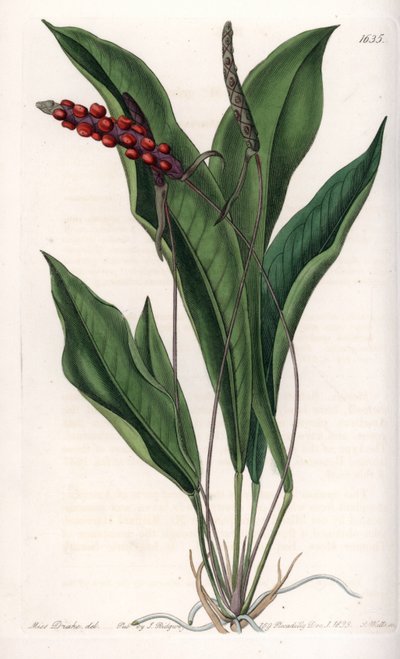 Anthurium gracile door Sydenham Teast Edwards